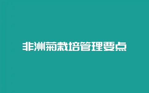非洲菊栽培管理要点-会东网