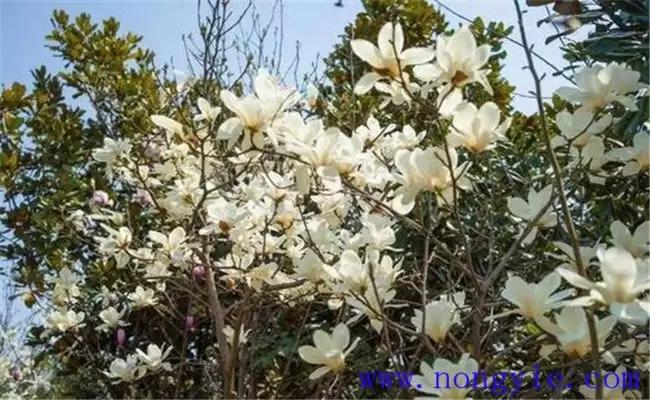 广玉兰的生态习性 广玉兰是常绿还是落叶植物-会东网