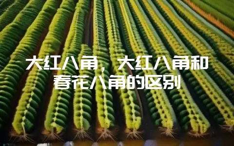 大红八角，大红八角和春花八角的区别-会东网