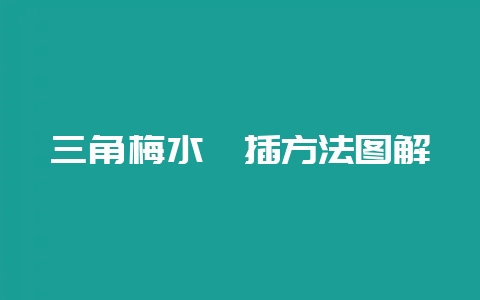 三角梅水扦插方法图解-会东网