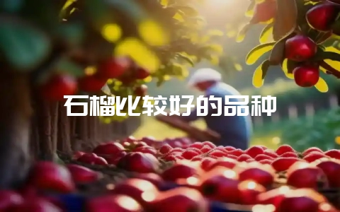 石榴比较好的品种-会东网