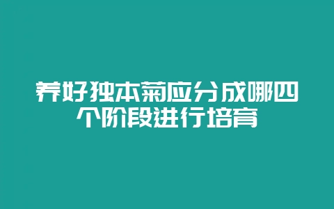 养好独本菊应分成哪四个阶段进行培育-会东网