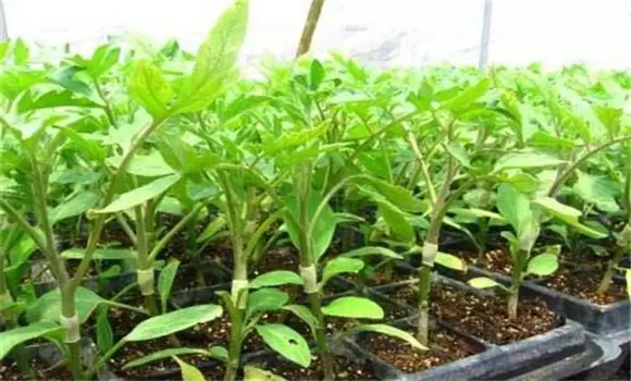 茄子嫁接育苗技术要点 茄子嫁接有何好处-会东网