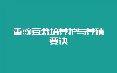 香豌豆栽培养护与养殖要诀-会东网