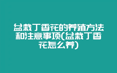 盆栽丁香花的养殖方法和注意事项(盆栽丁香花怎么养)-会东网
