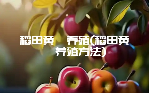 稻田黄鳝养殖(稻田黄鳝养殖方法)插图 稻田黄鳝养殖(稻田黄鳝养殖方法)插图
