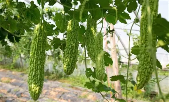 苦瓜种植技术与管理法？苦瓜该如何种植？-会东网