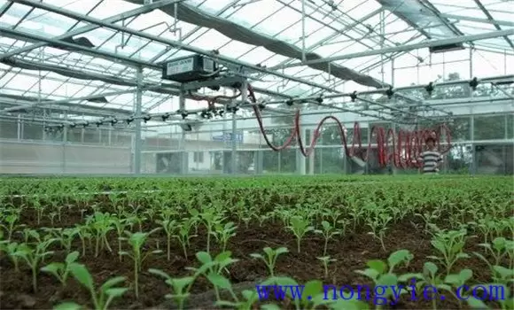 温室茄子温度管理要求 温室茄子的管理技术-会东网