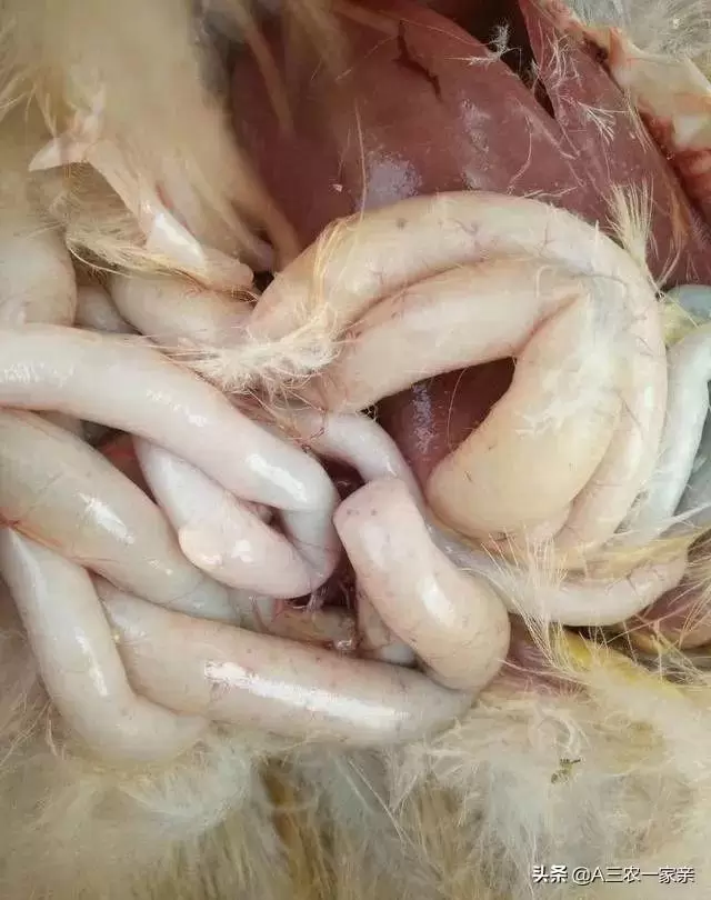 小肠球虫 盲肠球虫，肠炎都有什么危害，如何防范-会东网