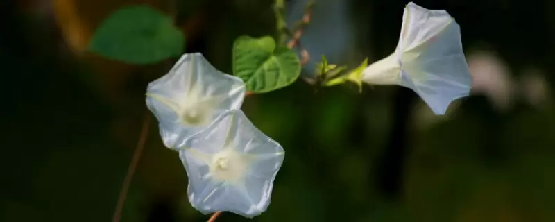 月光花的特点-会东网