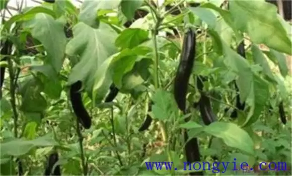茄子再生技术简介 茄子再生栽培技术要点-会东网