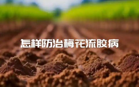 怎样防治梅花流胶病-会东网