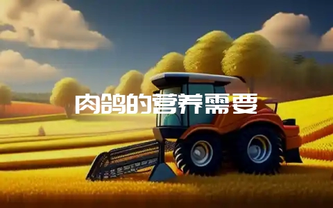 肉鸽的营养需要-会东网