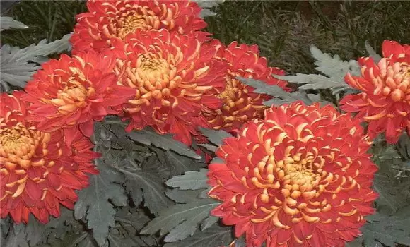 菊花的种类有哪些 有什么特性-会东网