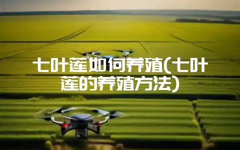 七叶莲如何养殖(七叶莲的养殖方法)-会东网