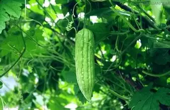 苦瓜的营养价值及功效 苦瓜的功效与作用-会东网
