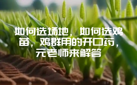 如何选场地，如何选鸡苗，鸡群用的开口药，元老师来解答-会东网