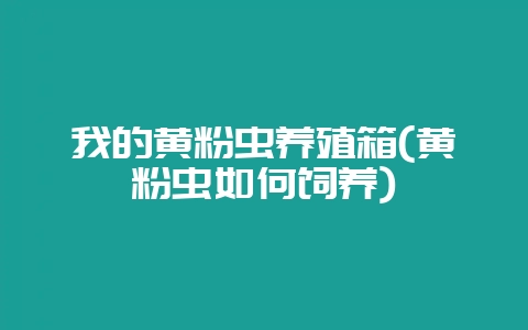 我的黄粉虫养殖箱(黄粉虫如何饲养)-会东网