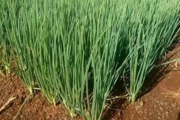 大葱的品种有哪些,什么时间种植、怎样种植-会东网