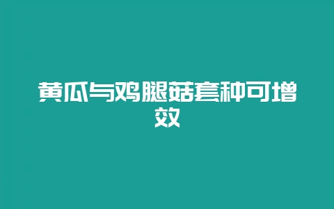 黄瓜与鸡腿菇套种可增效插图 黄瓜与鸡腿菇套种可增效插图