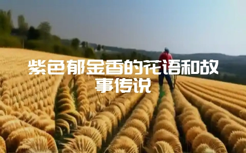 紫色郁金香的花语和故事传说-会东网