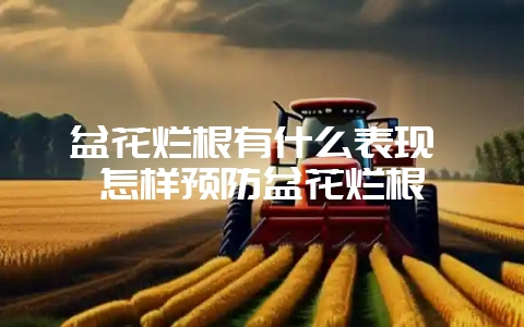 盆花烂根有什么表现 怎样预防盆花烂根-会东网