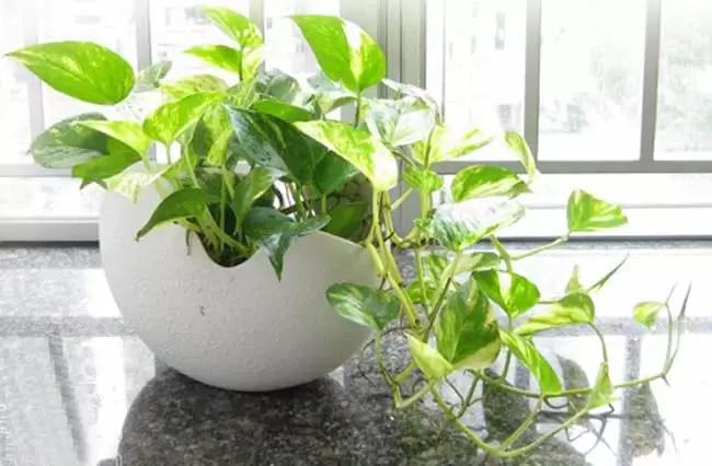 室内水生植物有哪些?-会东网