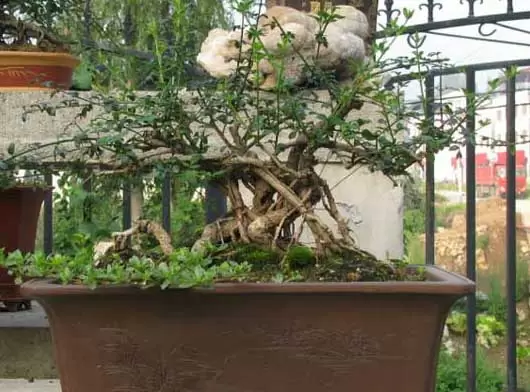 迎春花盆景图片及制作方法-会东网