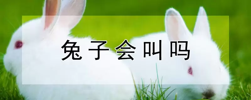 兔子会叫吗-会东网