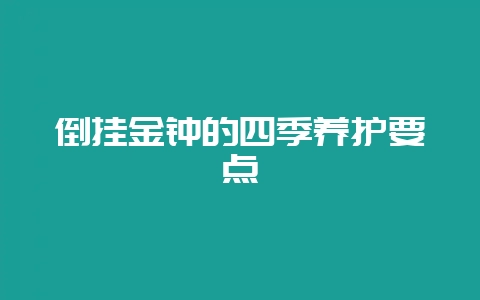 倒挂金钟的四季养护要点-会东网