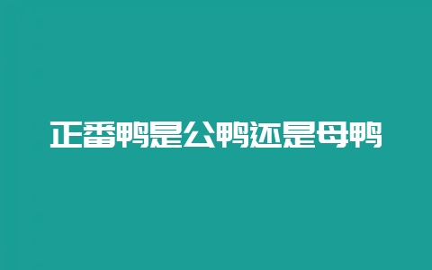 正番鸭是公鸭还是母鸭-会东网