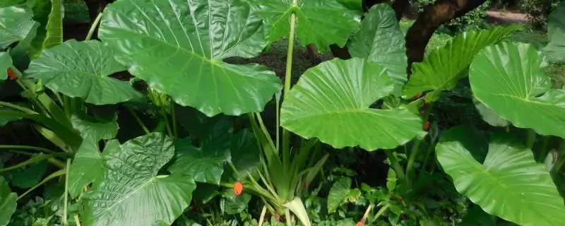 去甲醛味用什么植物-会东网