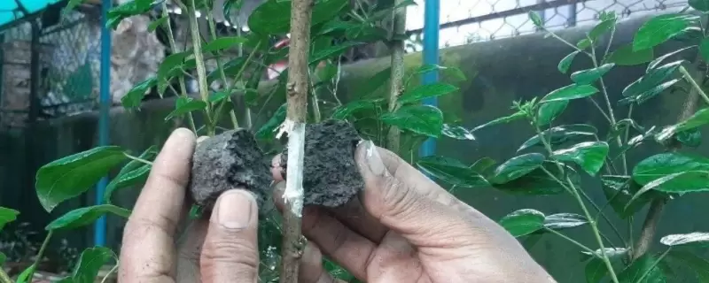生根粉和多菌灵能一起灌根吗-会东网
