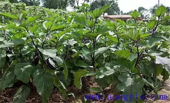 茄子再生栽培技术要点 茄子再生管理方法-会东网