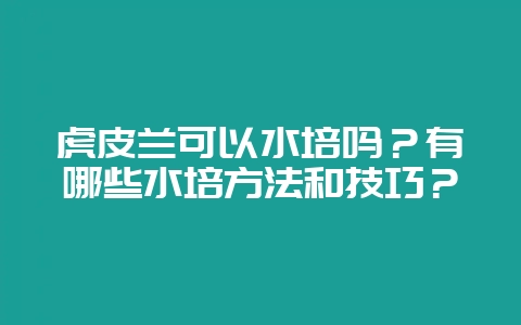 虎皮兰可以水培吗？有哪些水培方法和技巧？-会东网