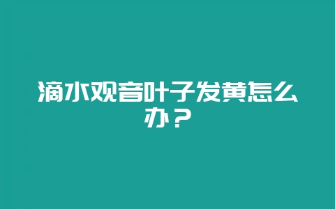 滴水观音叶子发黄怎么办？-会东网