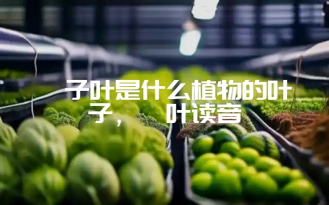 粽子叶是什么植物的叶子,箬叶读音插图 粽子叶是什么植物的叶子,箬叶读音插图
