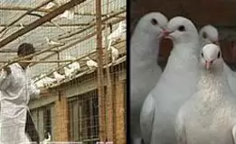 如何防治鸽子最常发生的疾病(图文)-会东网