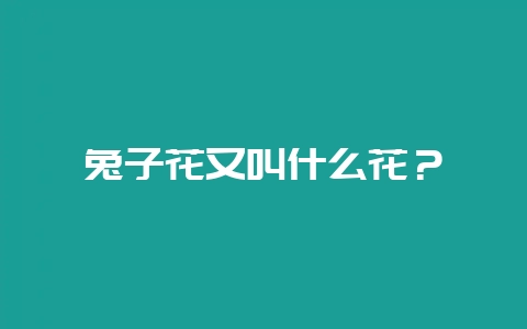 兔子花又叫什么花？-会东网