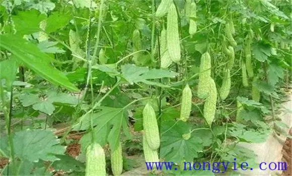 苦瓜对温度的要求，对土肥、光照等条件的要求-会东网