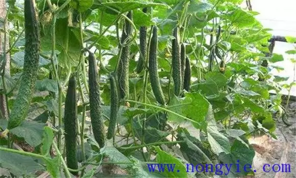 黄瓜的需肥规律 黄瓜施肥的正确方法-会东网