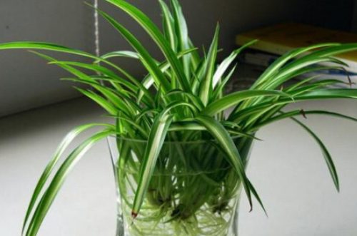 7种适合卧室养的植物插图4
