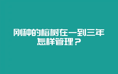 刚种的榕树在一到三年怎样管理？-会东网