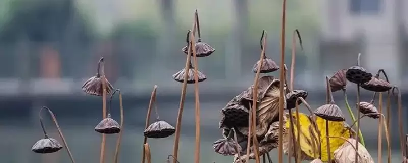 干莲蓬的寓意和象征-会东网