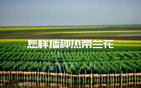 怎样播种热带兰花-会东网