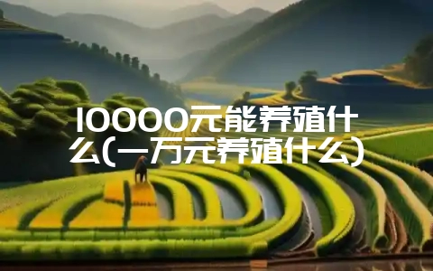 10000元能养殖什么(一万元养殖什么)-会东网