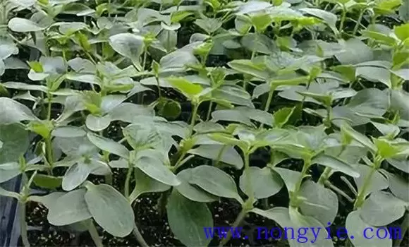 春季黄瓜什么时候播种，黄瓜苗期怎样培育壮苗插图2