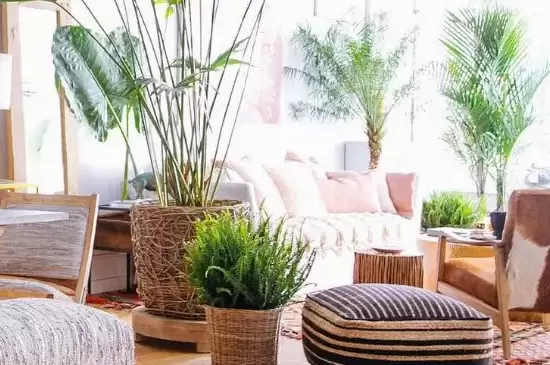 室内放太多植物的坏处插图3