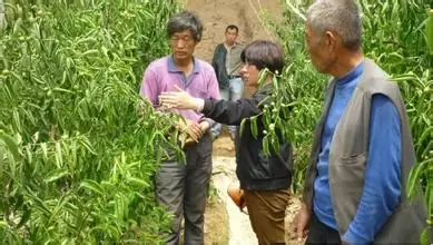 冬枣树施肥的最佳时间 冬枣管理技术及主要内容插图1 冬枣树施肥的最佳时间 冬枣管理技术及主要内容插图1