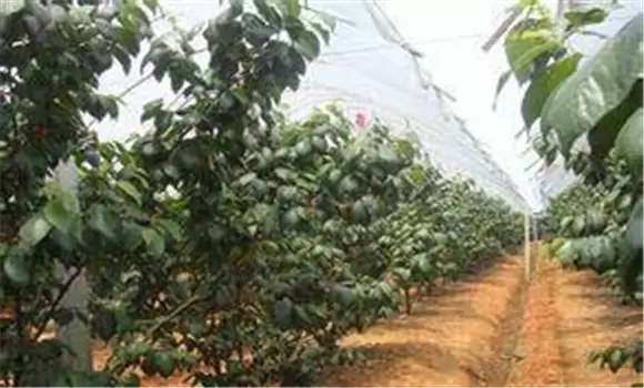 夏季大棚樱桃管理技术的四个注意事项插图2